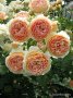 Роза 46, снимка 1 - Градински цветя и растения - 36816726