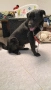 Немска овчарка/ Каракачанска овчарка 11 месеца , снимка 2