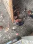 кокошки ломан браун , снимка 5