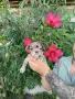 Три женски и две мъжки с първа ваксина след няколко дни предстой втора ваксина , снимка 2