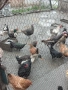 Продавам пуики, снимка 3