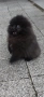 Продавам мъжки померан , снимка 5