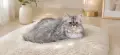 Персийски котенца, снимка 15
