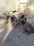 Белгийска Овчарка Малиноа, снимка 2