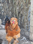 Продавам струмски кокошки , снимка 1 - други­ - 44532559