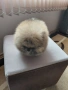 продавам померан , снимка 2