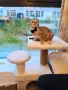Продавам Британска късокосместа котка , снимка 3