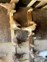 Демкежи чифтове и тек, снимка 16