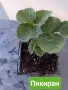 РАЗСАД ЯГОДИ-продавам , снимка 4