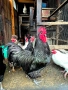 разплодни яйца от Австралорп и Кръстоски, снимка 2