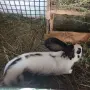 Продавам  зайци, снимка 8