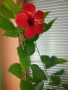 Китайска роза/хибискус/видове/стайно растение , снимка 10