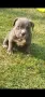 Топ Американско були покет American bully , снимка 8