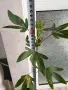 Каркаде хибискус, снимка 4