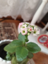 Каланхое, снимка 1 - Градински цветя и растения - 44803752