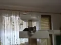 Подарявам малки котенца, снимка 7