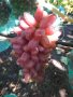 Десертни сортове грозде., снимка 11