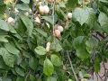 Продавам едроплодни дренки, снимка 6