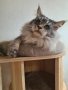 Чистокръвно котенце от породата Мейн Куун, снимка 1 - Мейн кун - 44143665