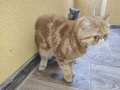 Женски екзотични котки на 2 години и на 5 месеца., снимка 10