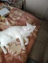 Бяло мъжко коте на 9 месеца , снимка 8