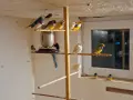 Гулдови Амадини!, снимка 8