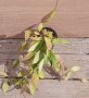 Hoya gracilis