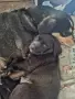 Кученца, на 1 месец, снимка 1