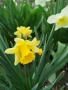 Продавам различни сортове нарциси и коледници, снимка 1