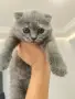 женско клепоухо шотландско коте, снимка 7
