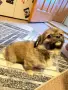 Пекинез на 2 месеца, снимка 3