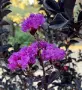 Lagerstroemia ‘Purely Purple’ (Лагерстремия Чисто лилава), снимка 1
