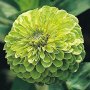Зелена Циния - семена , снимка 1