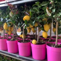   Лимон Лимонови дръвчета ,лимон дръвче цена, снимка 5 - Градински цветя и растения - 36625824