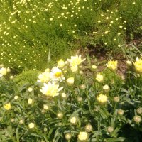 Продавам цветя Градинска маргарита – бяла и жълта, разсад, снимка 5 - Разсади - 44297106