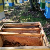БИО пчелен мед Акация, Мащерка, Шипка, Див синап, Явор, снимка 2 - Пчелни продукти - 37347518