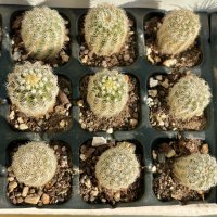 Кактуси Echinocereus Reichenbachii sp Reichenbachii, снимка 2 - Градински цветя и растения - 44320140