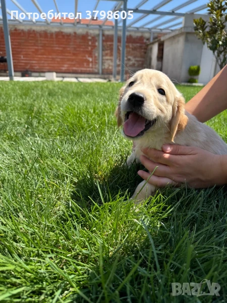 Мъжко кученце голдън ретривър, снимка 1
