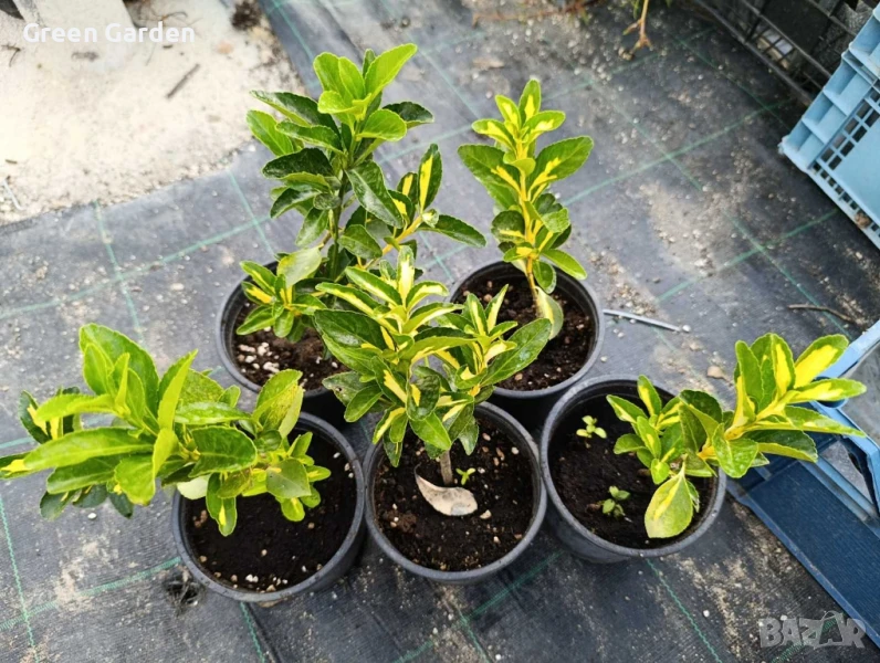 Евонимус японика

, снимка 1