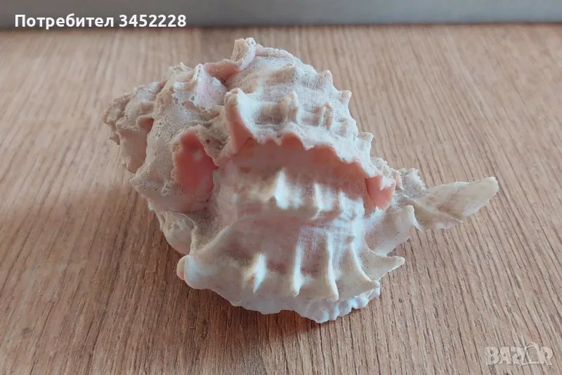 раковина за ценители , снимка 1