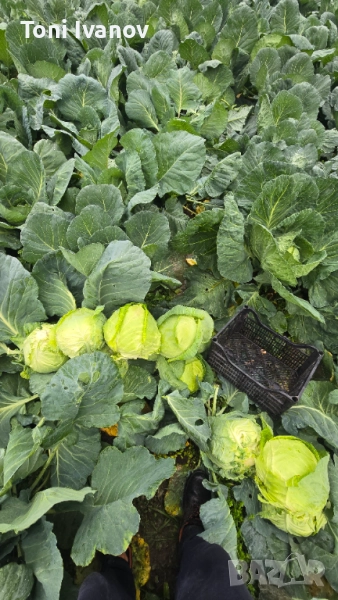 Прясно зеле сорт Кьосе, снимка 1