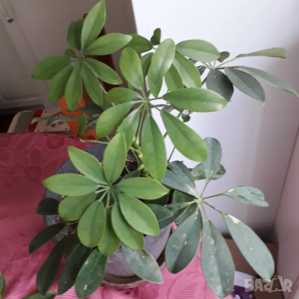 Шефлера  - две саксии, снимка 1