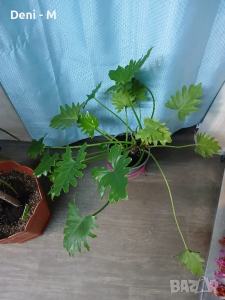 Филодендрон , снимка 1