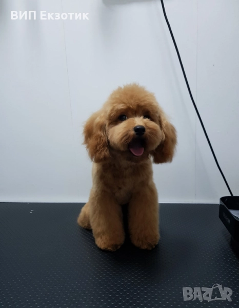 ПРОДАВА МИНИ ПУДЕЛ, снимка 1