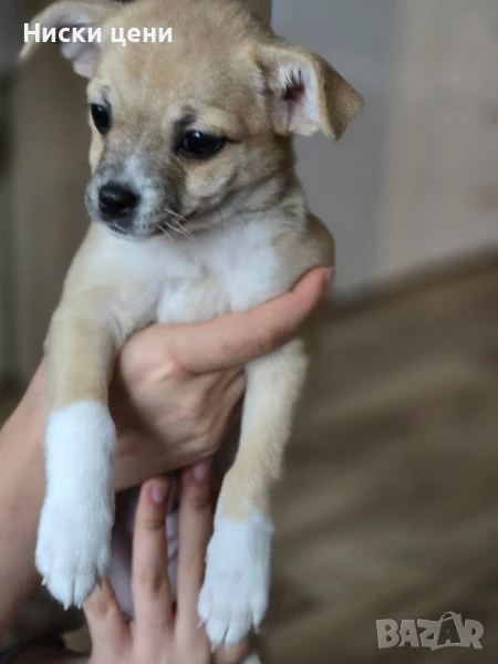 Женско чихуахуа, снимка 1