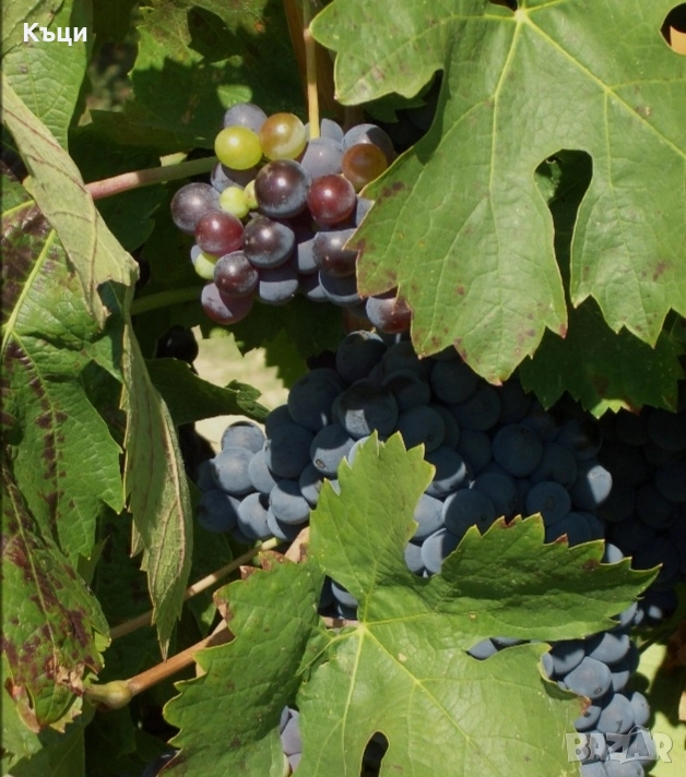 Сензо, пръчки на цена от 1 лев за брой., снимка 1