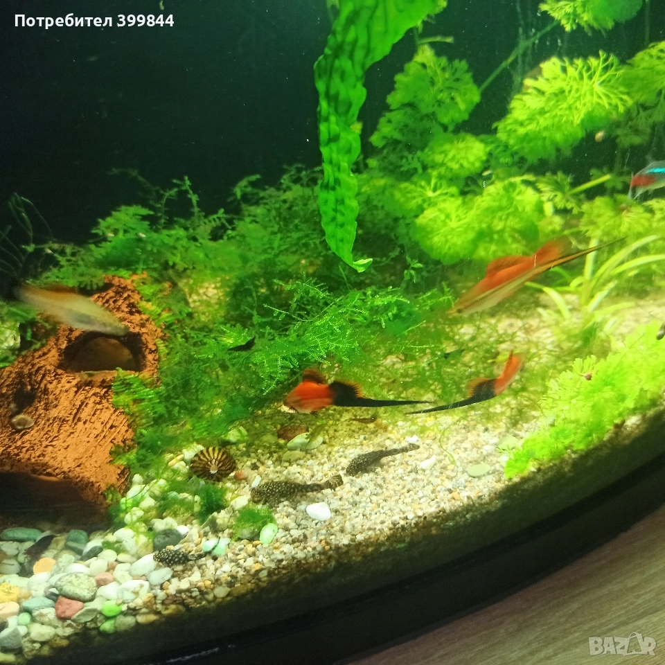 продавам мъжки риби, снимка 1