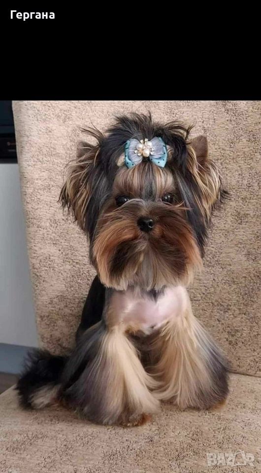 Мини йоркширски териер ., снимка 1