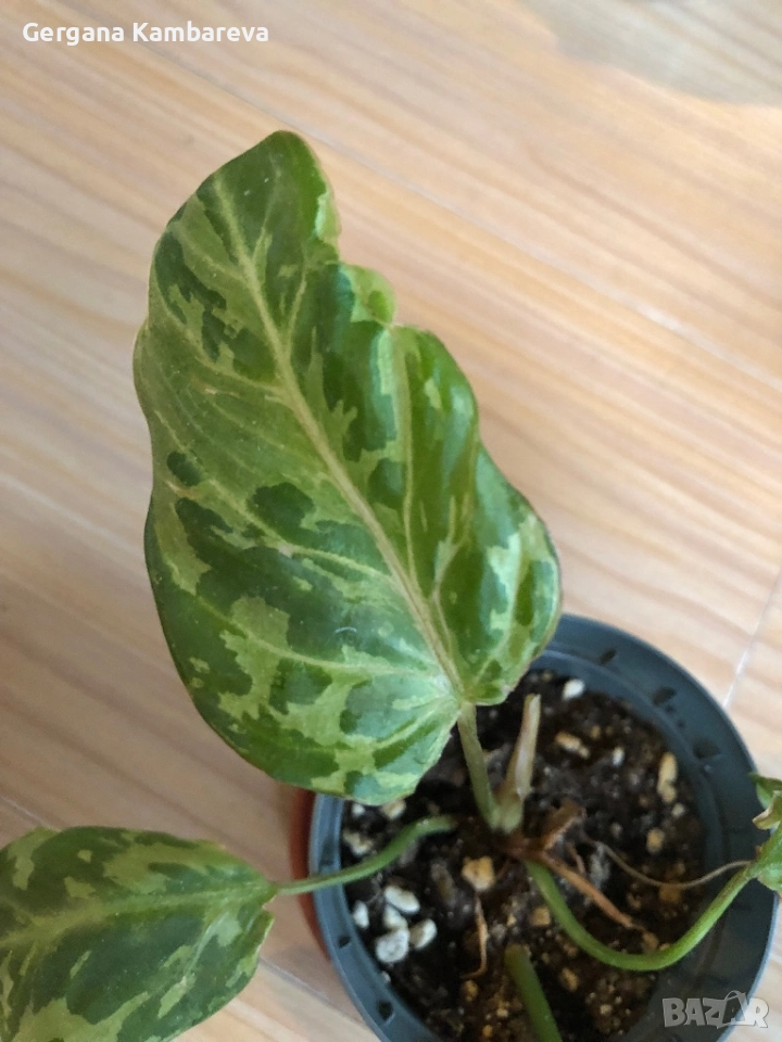 Philodendron Gloriosum Snow leopard , снимка 1