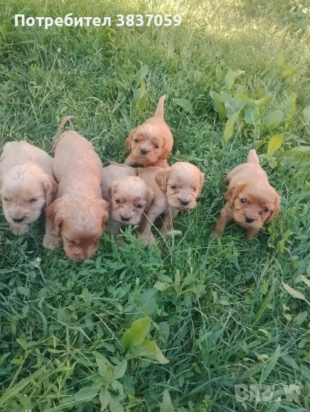 Продавам кученца кокер шпаньол , снимка 1